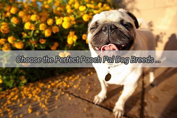 Choose the Perfect Pooch Pal Dog Breeds Tailored to Your Career